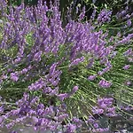 Lägenhet Maison Casa Lavanda *