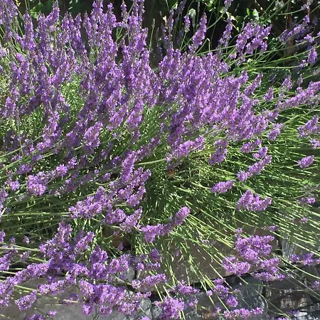 דירה Maison Casa Lavanda *