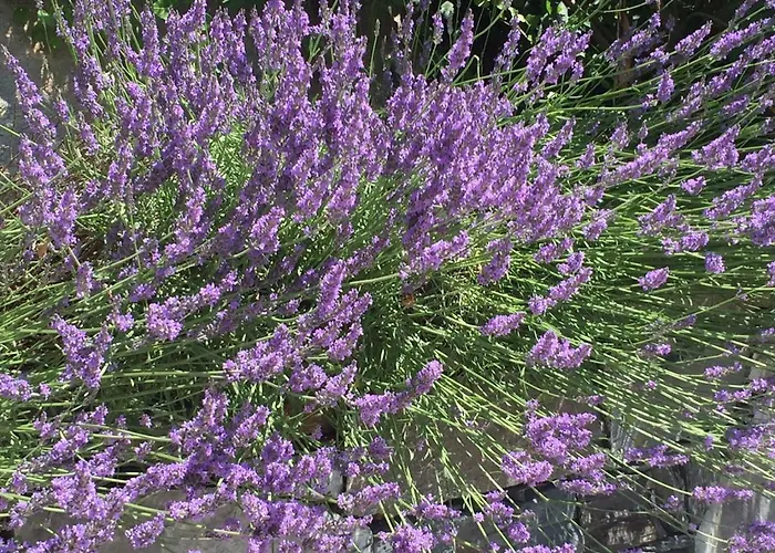 Апартаменты Maison Casa Lavanda *